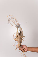 TN20アデニア アクレアータ Adenia aculeata