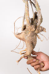 TN20アデニア アクレアータ Adenia aculeata