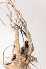 TN20アデニア アクレアータ Adenia aculeata