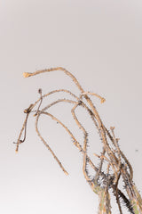 TN20アデニア アクレアータ Adenia aculeata
