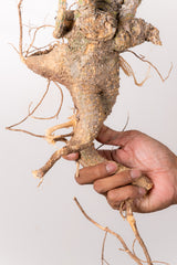 TN20アデニア アクレアータ Adenia aculeata