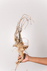 TN20アデニア アクレアータ Adenia aculeata