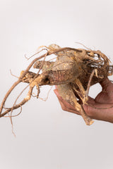 TN20アデニア アクレアータ Adenia aculeata