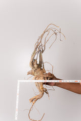 TN20アデニア アクレアータ Adenia aculeata
