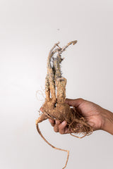TN21アデニア アクレアータ Adenia aculeata