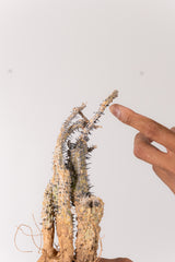 TN21アデニア アクレアータ Adenia aculeata