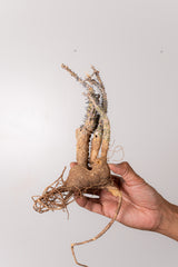 TN21アデニア アクレアータ Adenia aculeata
