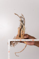 TN21アデニア アクレアータ Adenia aculeata