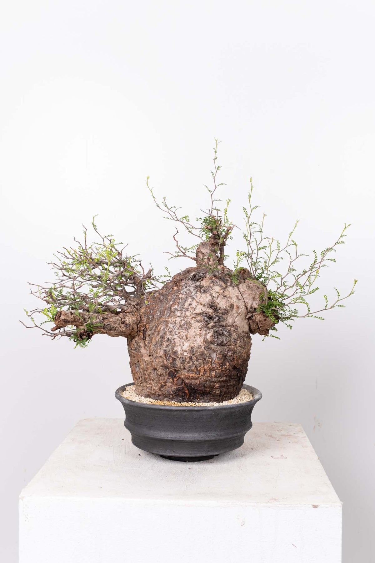 オペルクリカリア・パキプス / OPERCULICARYA PACHYPUS – KOMO