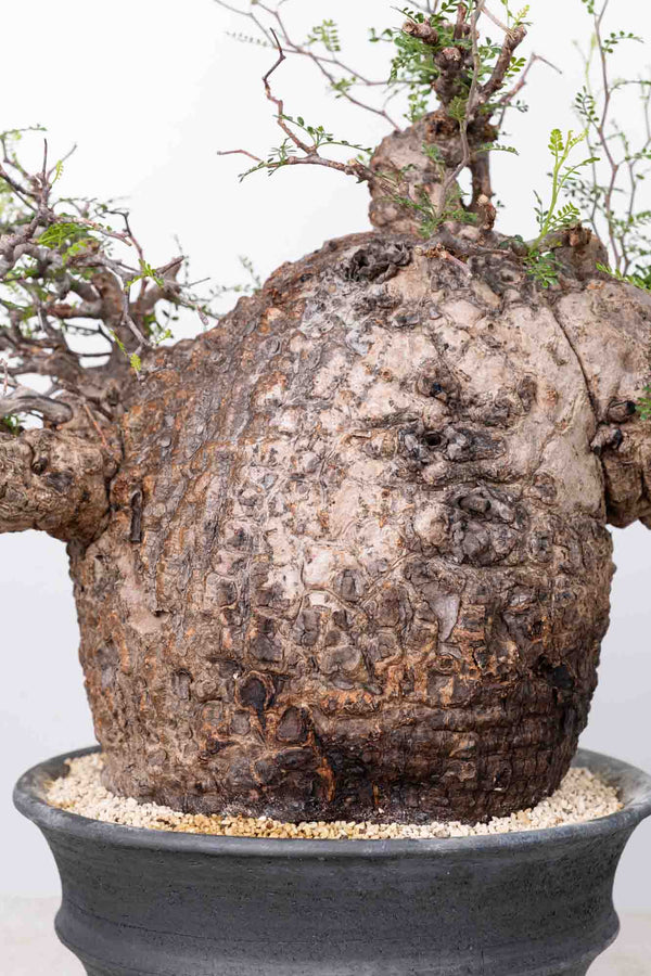 オペルクリカリア・パキプス / OPERCULICARYA PACHYPUS – KOMO