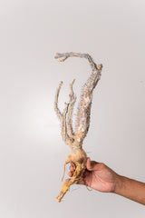 TN25アデニア アクレアータ Adenia aculeata