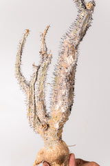 TN25アデニア アクレアータ Adenia aculeata