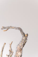 TN25アデニア アクレアータ Adenia aculeata