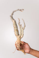 TN25アデニア アクレアータ Adenia aculeata