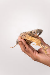 TN25アデニア アクレアータ Adenia aculeata