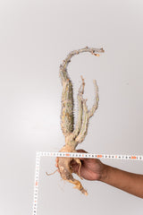 TN25アデニア アクレアータ Adenia aculeata