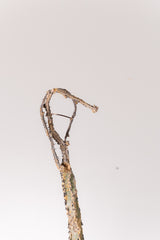 TN26アデニア アクレアータ Adenia aculeata