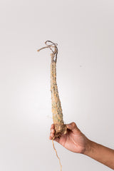 TN26アデニア アクレアータ Adenia aculeata