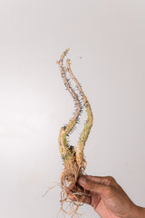TN27アデニア アクレアータ Adenia aculeata