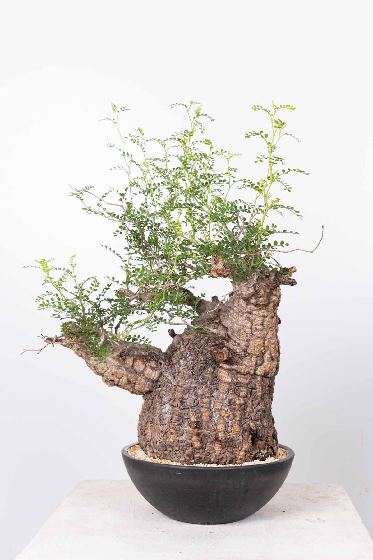 オペルクリカリア・パキプス / OPERCULICARYA PACHYPUS – KOMO