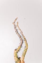 TN27アデニア アクレアータ Adenia aculeata