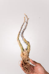 TN27アデニア アクレアータ Adenia aculeata