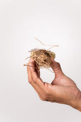 TN27アデニア アクレアータ Adenia aculeata
