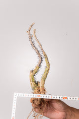 TN27アデニア アクレアータ Adenia aculeata