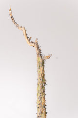 TN28アデニア アクレアータ Adenia aculeata