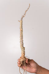 TN28アデニア アクレアータ Adenia aculeata
