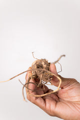 TN28アデニア アクレアータ Adenia aculeata