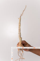 TN28アデニア アクレアータ Adenia aculeata
