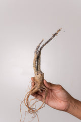 TN29アデニア アクレアータ Adenia aculeata