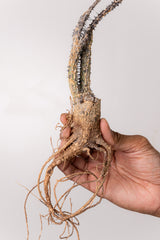 TN29アデニア アクレアータ Adenia aculeata