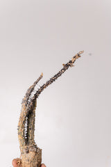 TN29アデニア アクレアータ Adenia aculeata