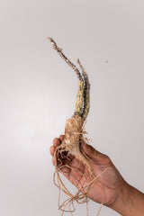 TN29アデニア アクレアータ Adenia aculeata