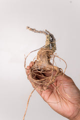 TN29アデニア アクレアータ Adenia aculeata
