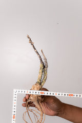 TN29アデニア アクレアータ Adenia aculeata