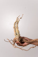 TN31アデニア アクレアータ Adenia aculeata