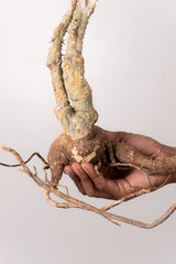 TN31アデニア アクレアータ Adenia aculeata