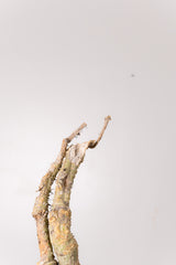 TN31アデニア アクレアータ Adenia aculeata