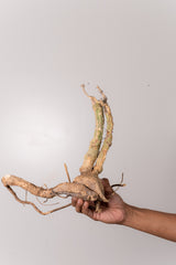TN31アデニア アクレアータ Adenia aculeata