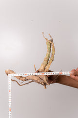 TN31アデニア アクレアータ Adenia aculeata