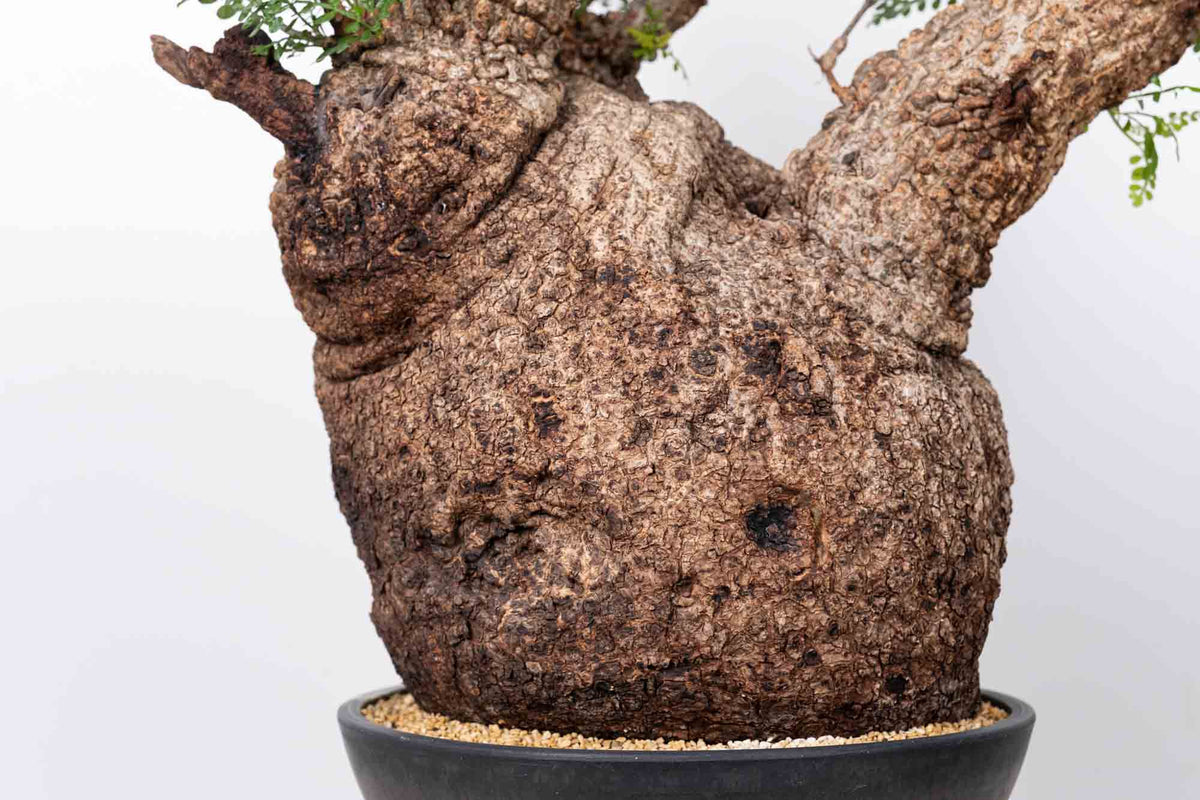 オペルクリカリア・パキプス / OPERCULICARYA PACHYPUS – KOMO