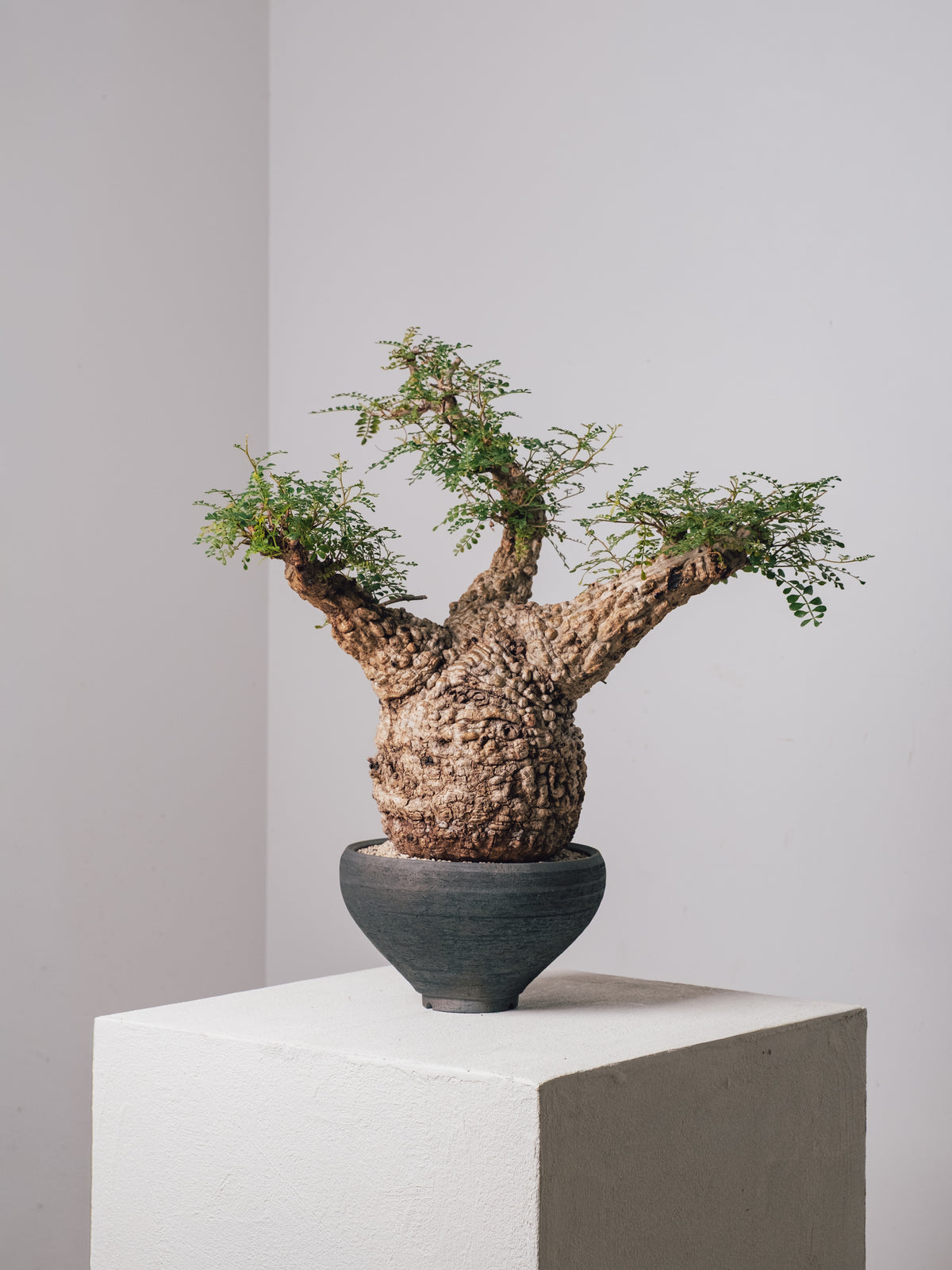 全商品 – KOMO