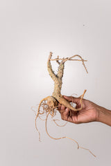 TN34アデニア アクレアータ Adenia aculeata