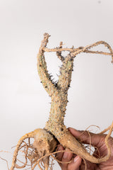 TN34アデニア アクレアータ Adenia aculeata