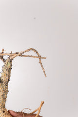 TN34アデニア アクレアータ Adenia aculeata