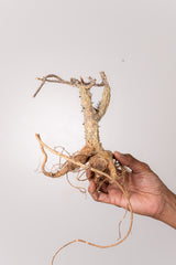 TN34アデニア アクレアータ Adenia aculeata
