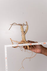 TN34アデニア アクレアータ Adenia aculeata